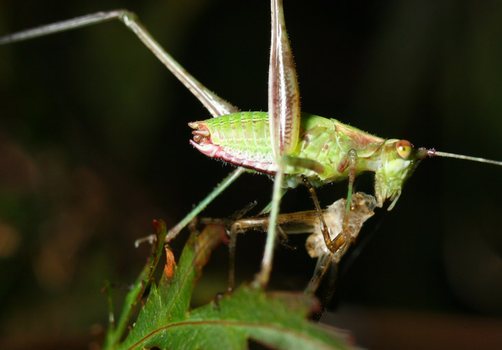 katydid nymph consuming molted exoskeleton