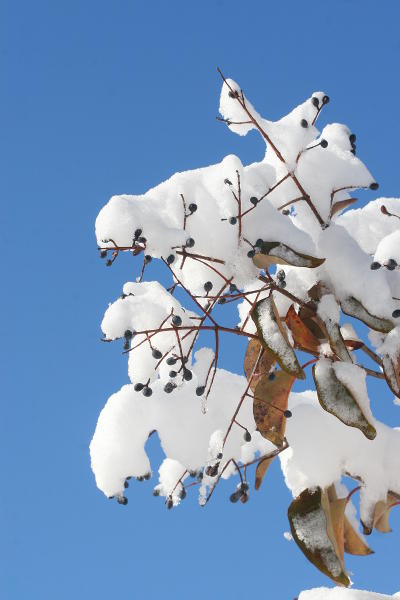 snow piled on unidentified berries