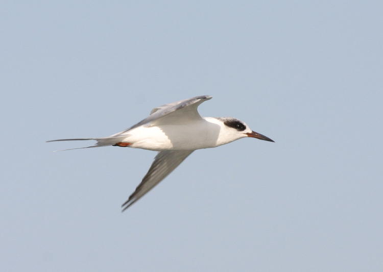 unidentified tern showing catchlight