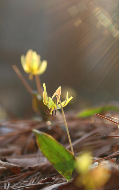 yellow trout lilies Erythronium americanum with sun rays