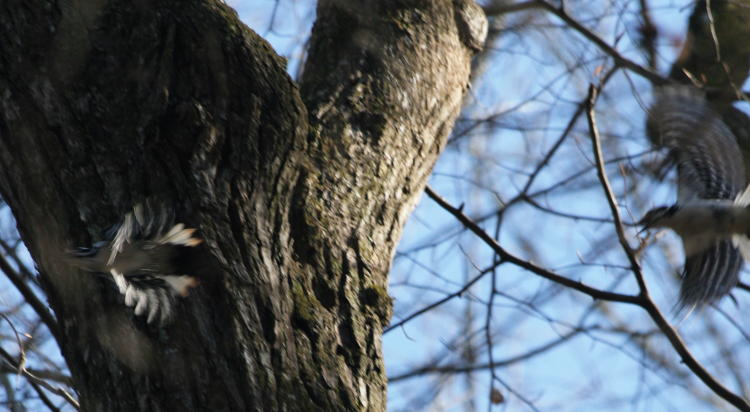 A pair of downy woodpeckers Picoides pubescens in motion