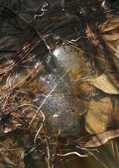 unidentified egg mass in shallow pool