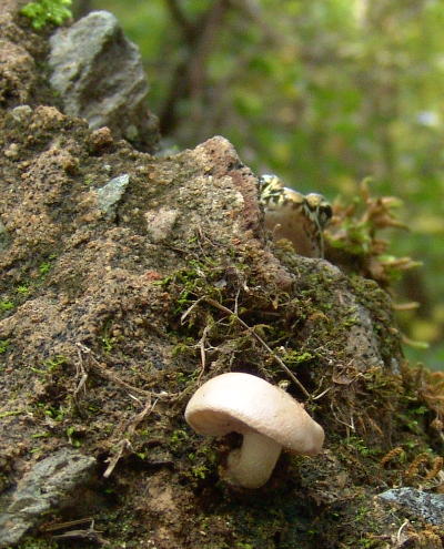 pickerel frog Lithobates palustris peeking over edge of embankment above mushroom
