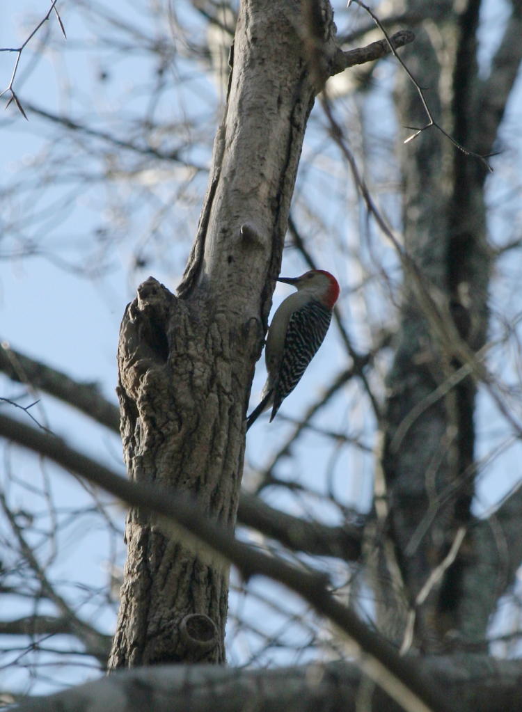 red-bellied woodpecker Melanerpes carolinus not being cooperative