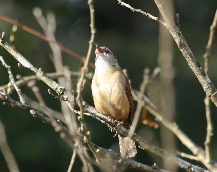 Carolina wren Thryothorus ludovicianus singing unconcernedly