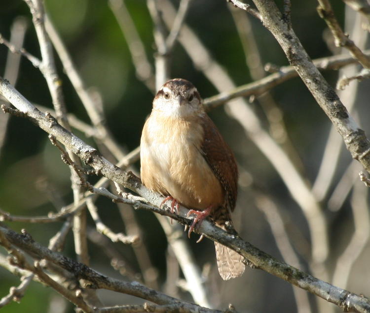 Carolina wren Thryothorus ludovicianus watching suspiciously