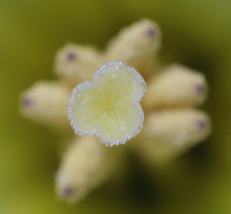 stigma and anthers of daffodil