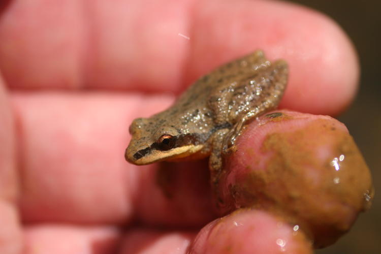 either upland chorus frog Pseudacris feriarum or southern chorus frog Pseudacris nigrita perched on author's fingers