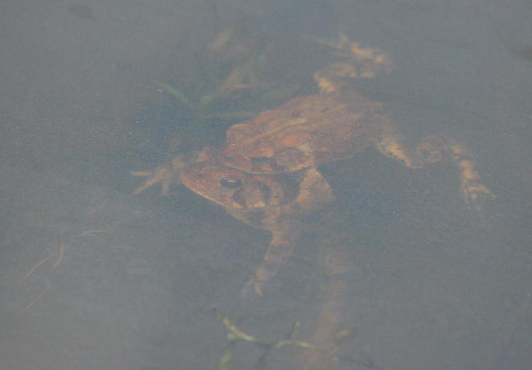 submerged American toads Anaxyrus americanus in amplexus