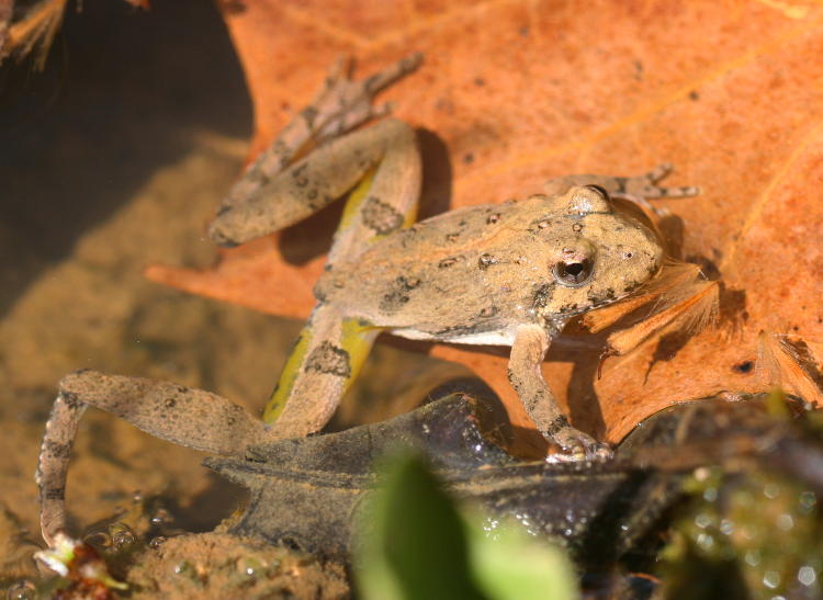 unidentified chorus frog