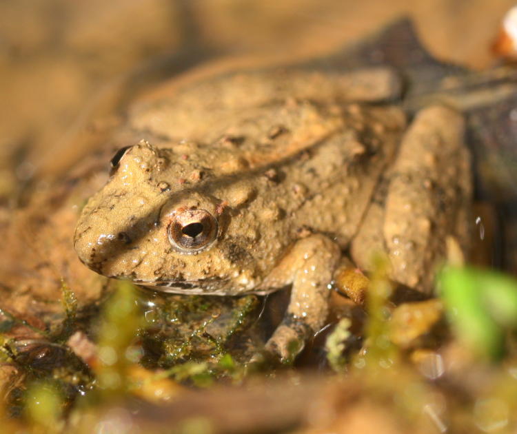 unidentified chorus frog