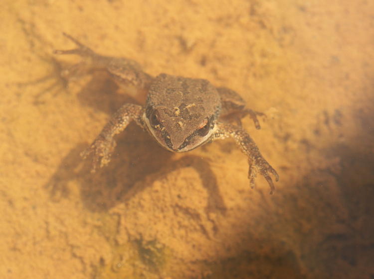 either upland chorus frog Pseudacris feriarum or southern chorus frog Pseudacris nigrita floating upright under surface