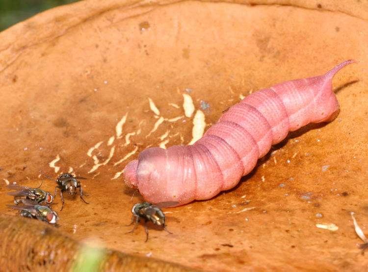 unidentified pink hornworm caterpillar