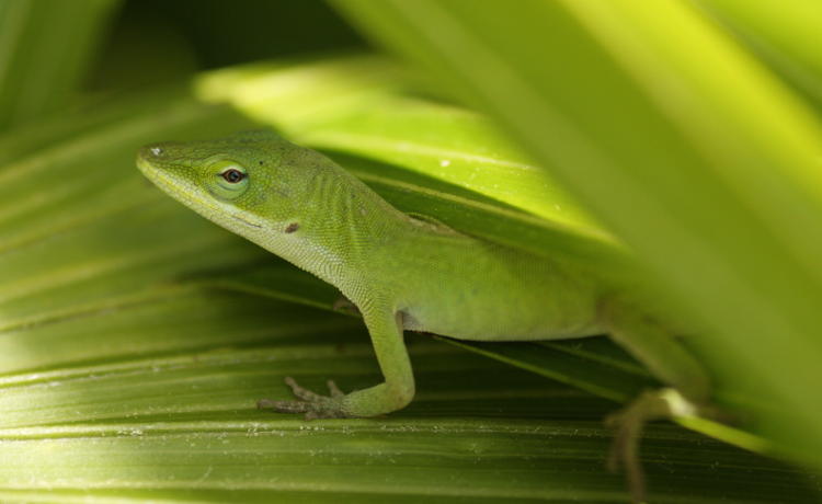 Carolina anole green anole Anolis carolinensis peering from shade on palmetto leaf