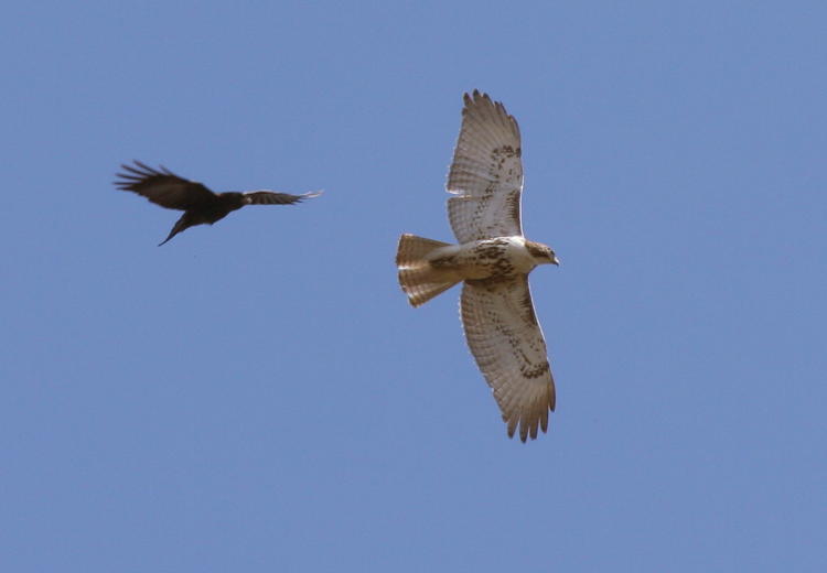 American crow Corvus brachyrhynchos harassing red-tailed hawk Buteo jamaicensis