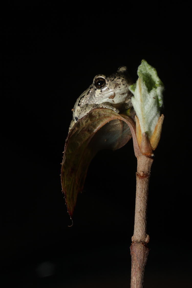 Copes grey treefrog Hyla chrysoscelis on oak-leaf hydrangea Hydrangea quercifolia