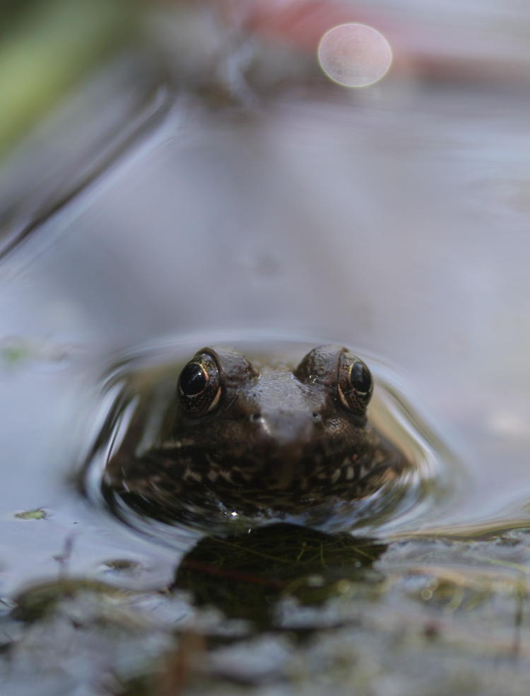 green frog Rana clamitans peering from water in pond liner