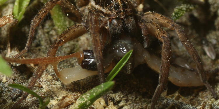 inset of spider meal