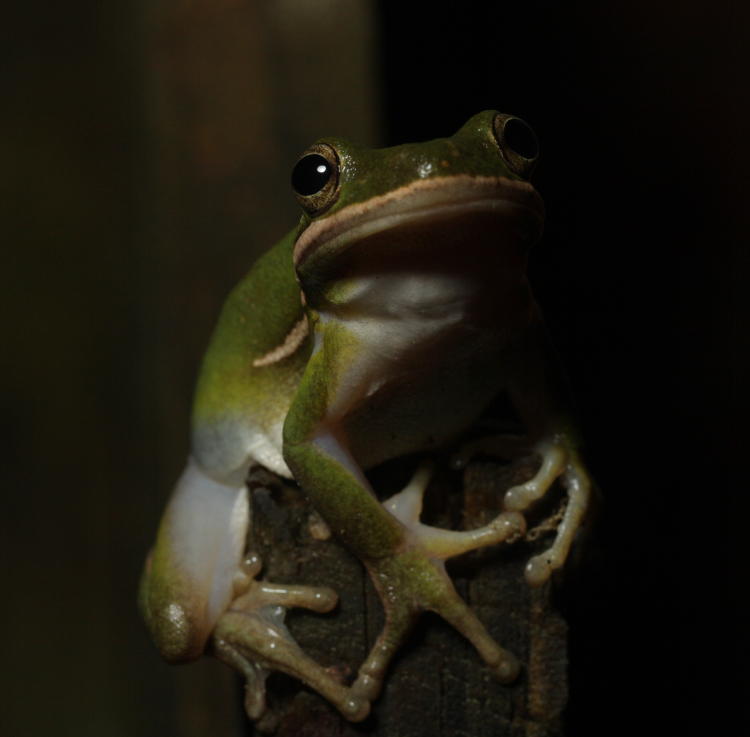 green treefrog Hyla cinerea perched atop fencepost