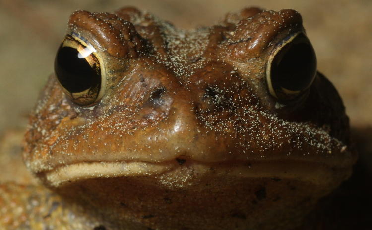 tight portrait shot of American toad Anaxyrus americanus