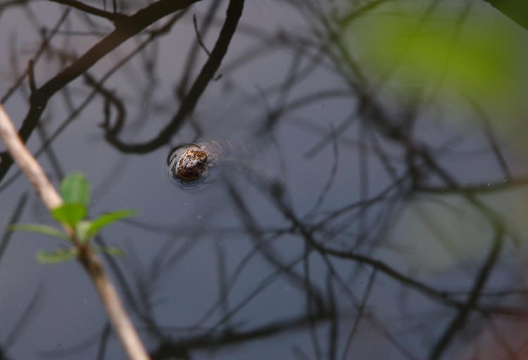 northern water snake Nerodia sipedon sipedon watching while submerged