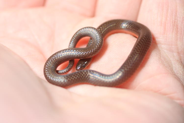 worm snake Carphophis amoenus in hand