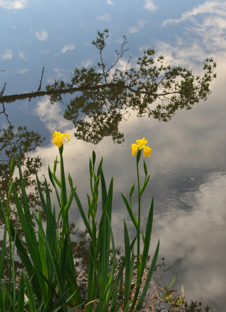 yellow flag water iris Iris pseudacorus against reflection of sky