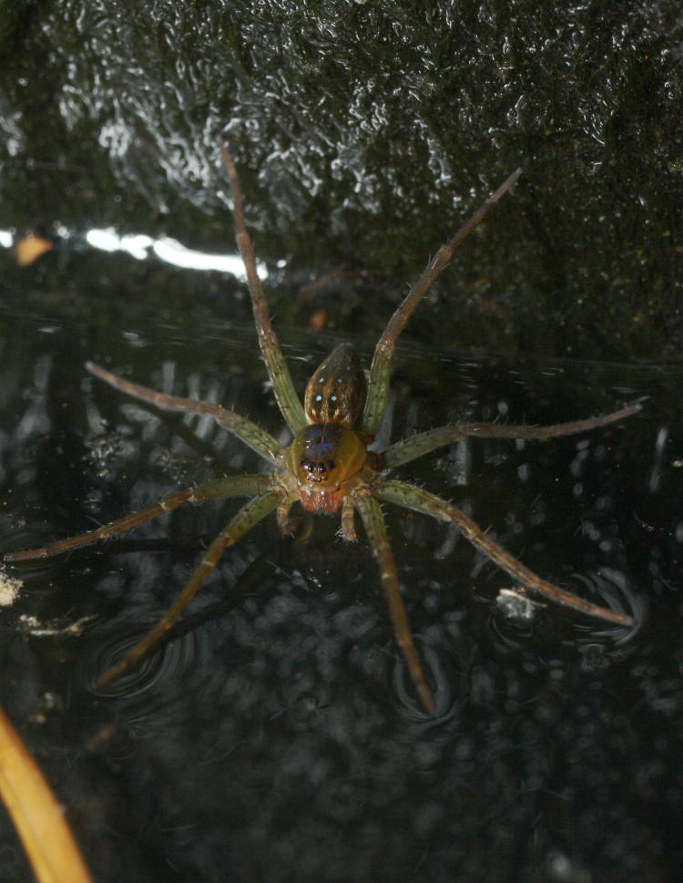 very small six-spotted fishing spider Dolomedes triton in backyard pond