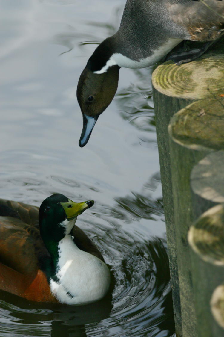 male mallard Anas platyrhynchos and male northern pintail Anas acuta seemingly conversing