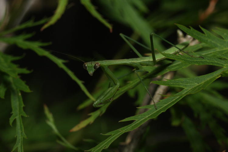 juvenile Chinese mantis Tenodera sinensis on Japanese maple tree