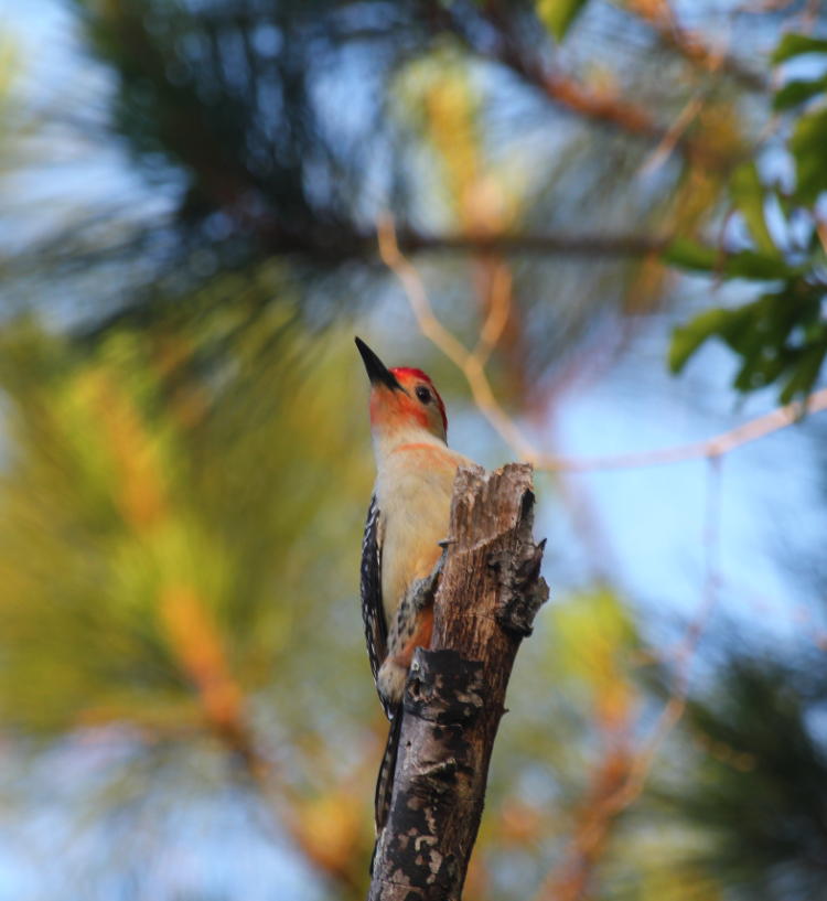 red-bellied woodpecker Melanerpes carolinus against colorful background