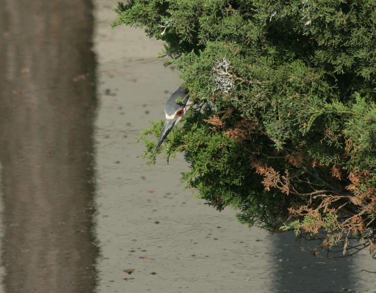 black-crowned night heron Nycticorax nycticorax taking up new fishing position