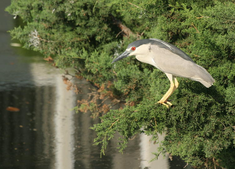 black-crowned night heron Nycticorax nycticorax perched over fishing ground