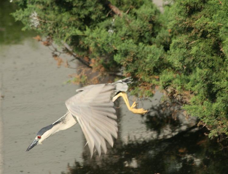 black-crowned night heron Nycticorax nycticorax launching itself at prey