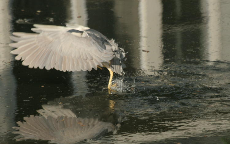 black-crowned night heron Nycticorax nycticorax striking water unsuccessfully