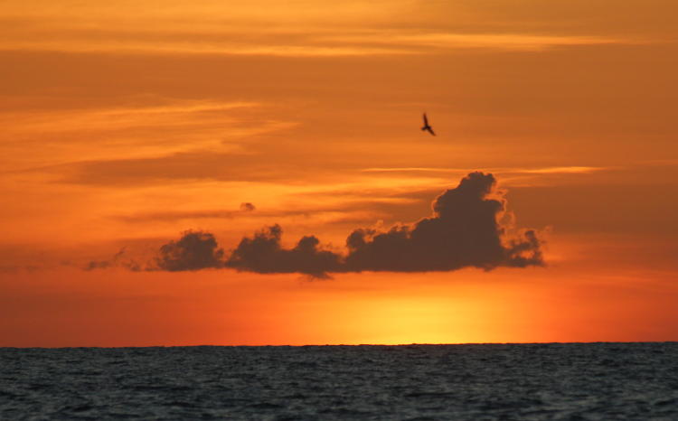 unidentified tern against pre-sunrise orange sky