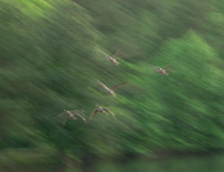 Canada geese Branta canadensis taking off in dim light, blurred by slower shutter speed