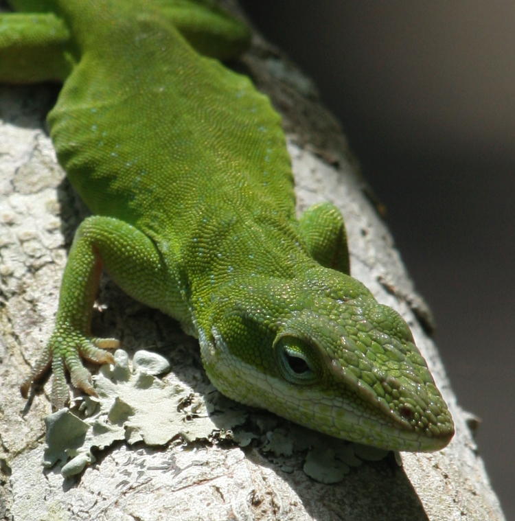 Carolina anole Anolis carolinensis in detail