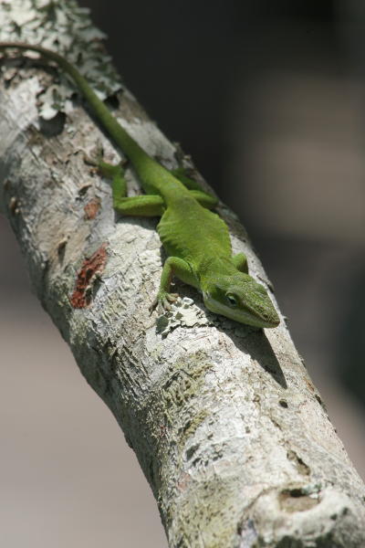 carolina anole Anolis carolinensis perched on tree