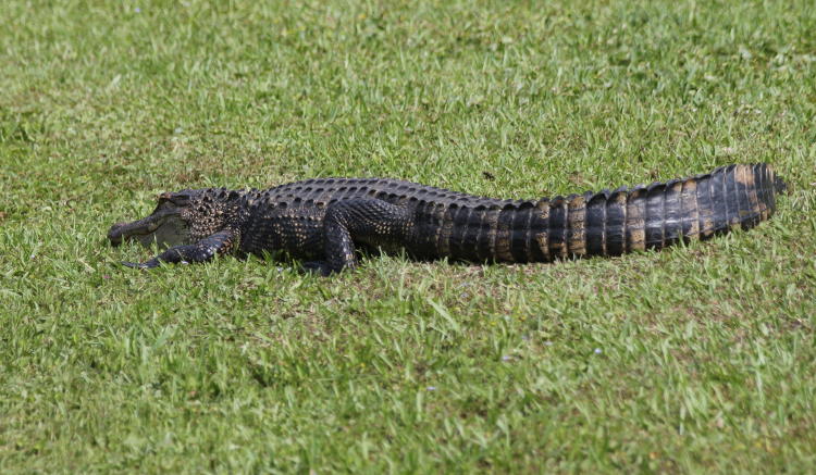 American alligator Alligator mississippiensis on bank of pond, Brookgreen Gardens