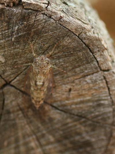unidentified small grey-brown cicada on stump