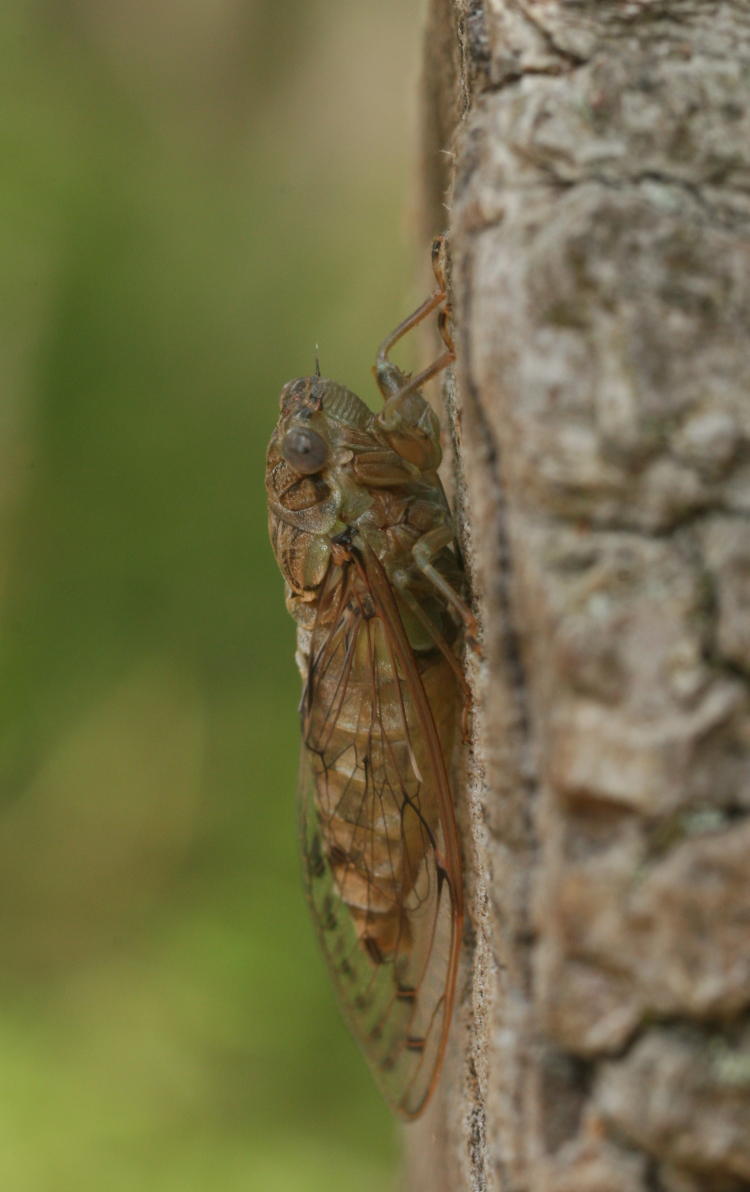 unidentified small grey-brown cicada in profile