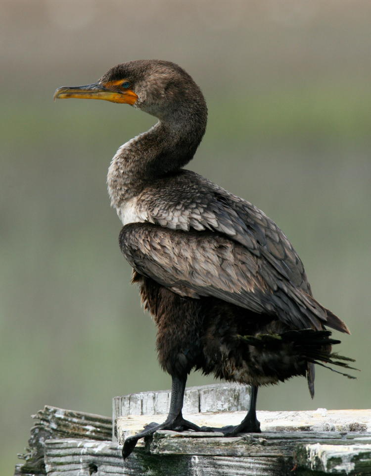 double-crested cormorant Phalacrocorax auritus in profile on wood piling