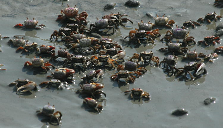 fiddler crabs genus Uca in mud flats, Huntington Beach State Park SC