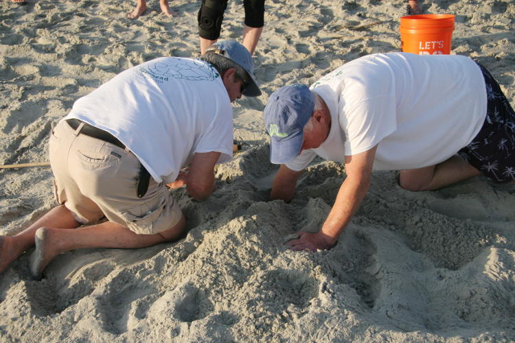 Jeff McClary and Glen Campbell of SCUTE feeling down to top of loggerhead sea turtle Caretta caretta nest