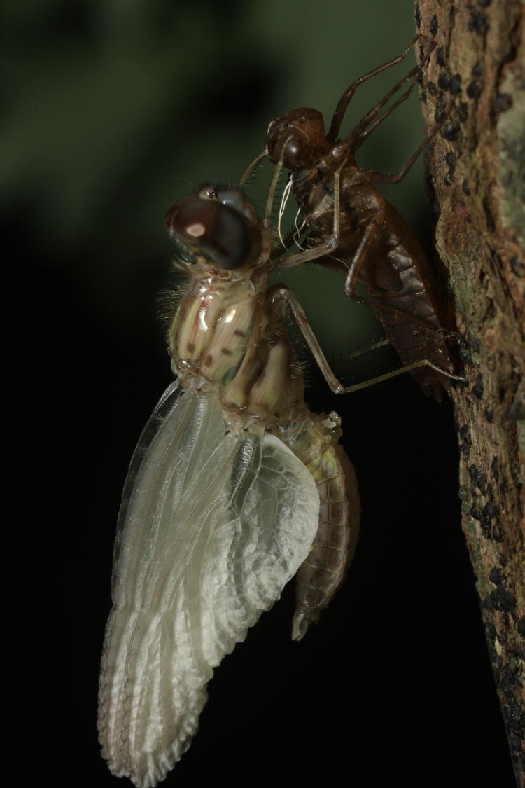 unidentified newly-emerged adult dragonfly unfolding its wings