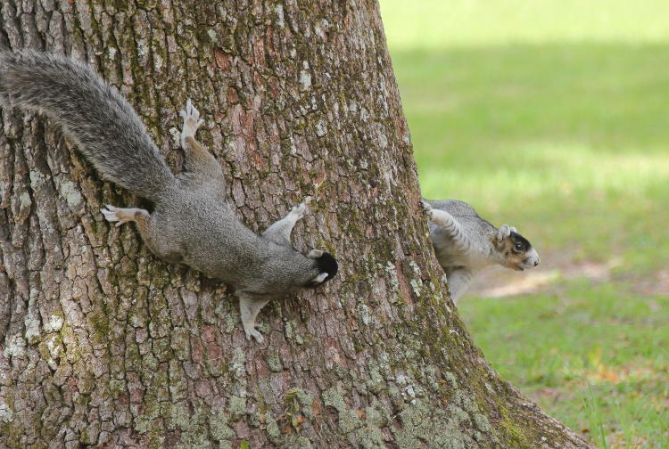 pair of southern fox squirrels Sciurus niger niger interacting on tree in Brookgreen Gardens