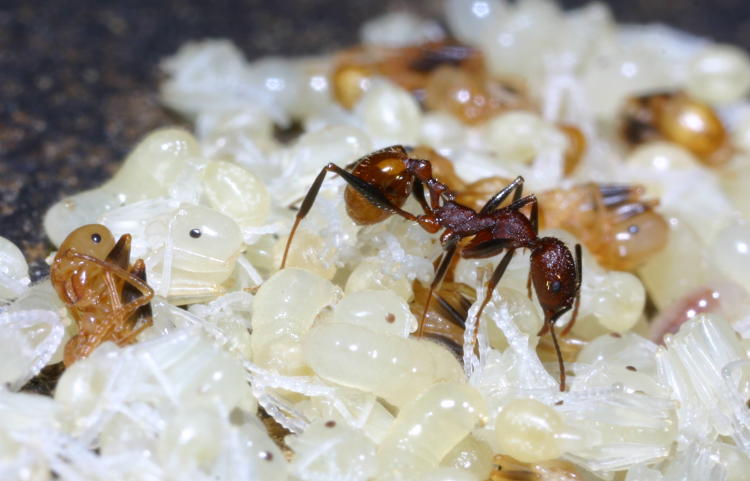 unidnetified red ant scrambling to conceal pupae