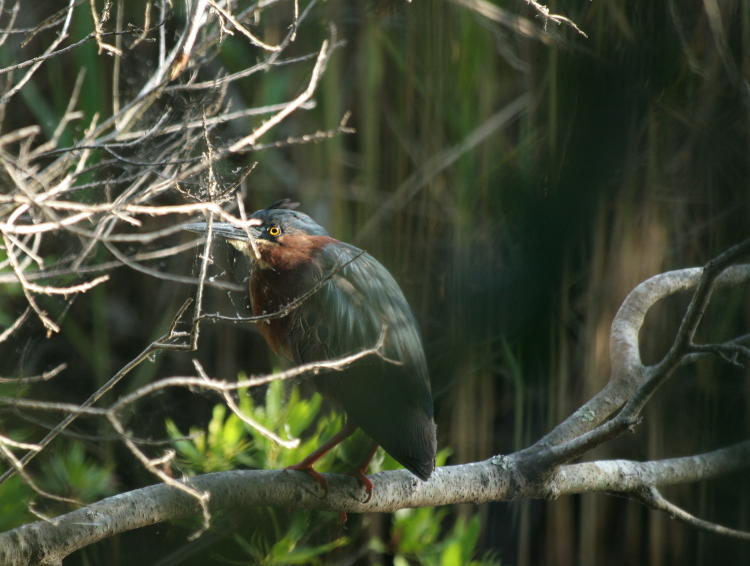 green heron Butorides virescens on perch in thicket