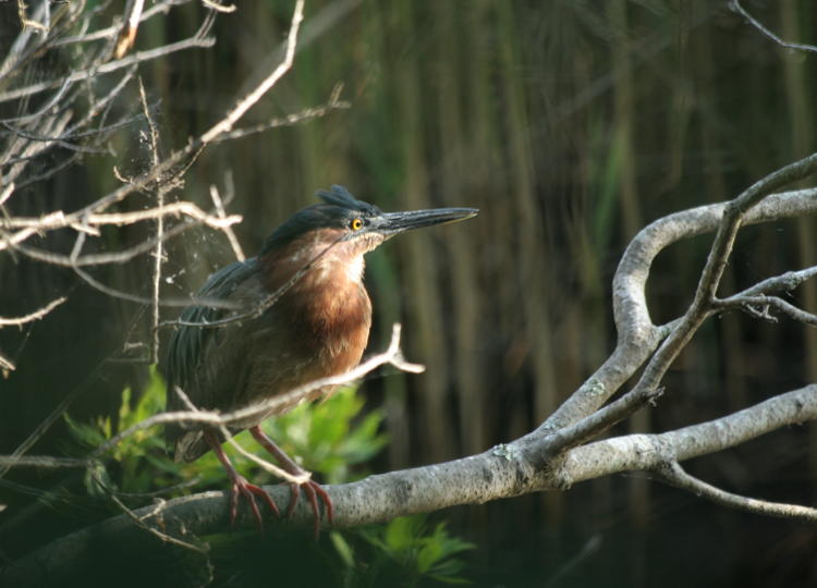 green heron Butorides virescens in noce pose in patch of sunlight